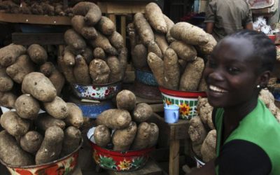 Can Nigeria’s yams power a nation?