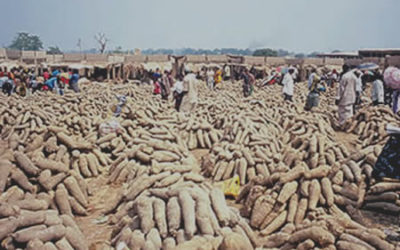 Yam farmers urged to embrace cooperative societies